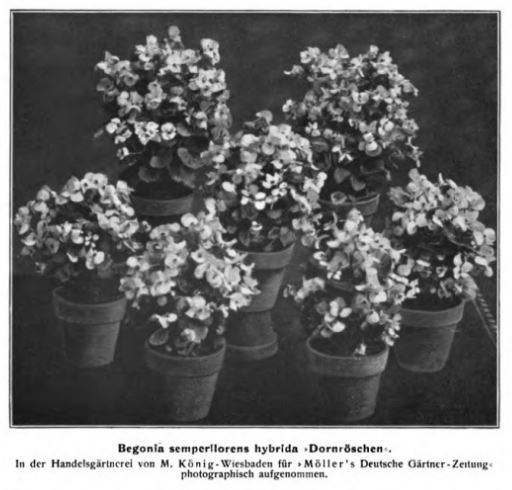 B. ‘Dornroschen’